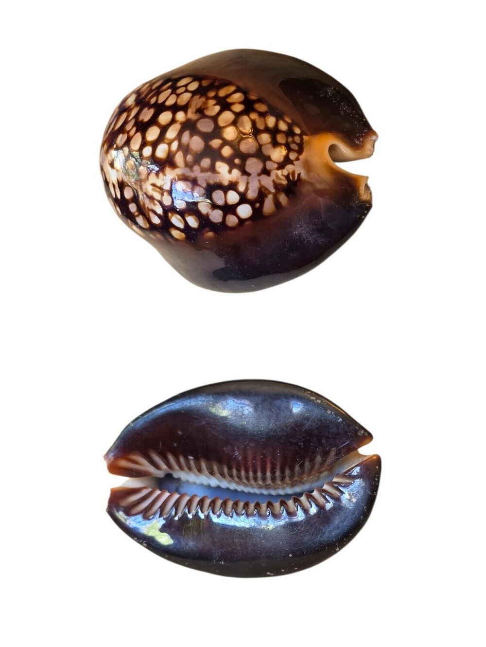 Large Mauritian Humpback Cowrie Shell (Cypraea Mauritiana) 2.5"